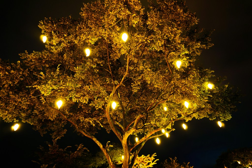 A deciduous tree in the dark, lit up with yellowy lights.