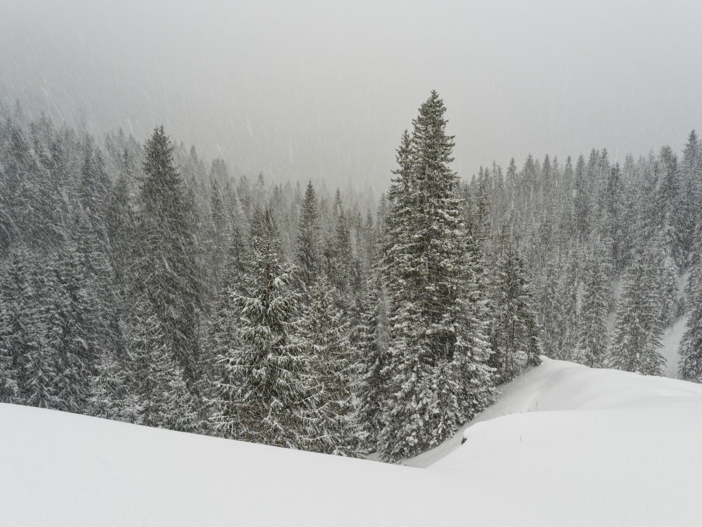  A snowy, over cast day in a conifer forest. The sky is grey. There is snow in the foreground. Stands of trees for as far as the eye can see.