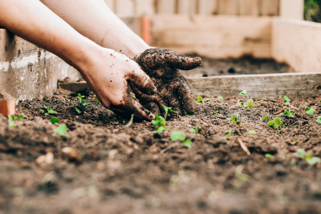 Muddy hands in a raised garden beds. Teeny seedlings (maybe broccoli or another brassica) peeking out.